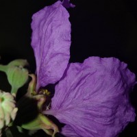 Lagerstroemia speciosa (L.) Pers.